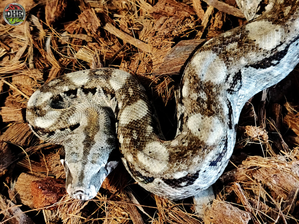 Nicaraguan Boa Constrictors Darren Hamill Reptiles