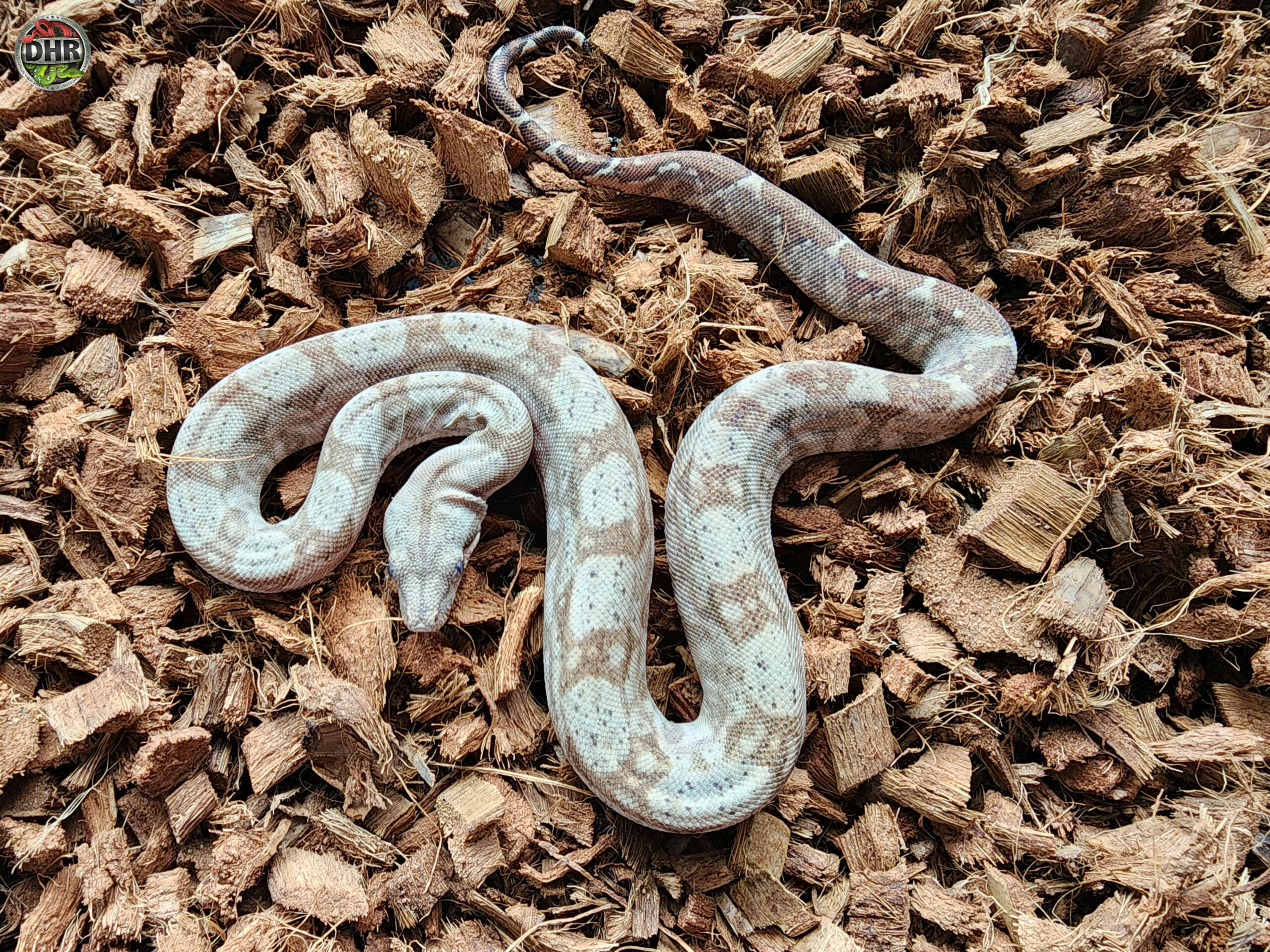 Hog Island Boa Female 7 Darren Hamill Reptiles