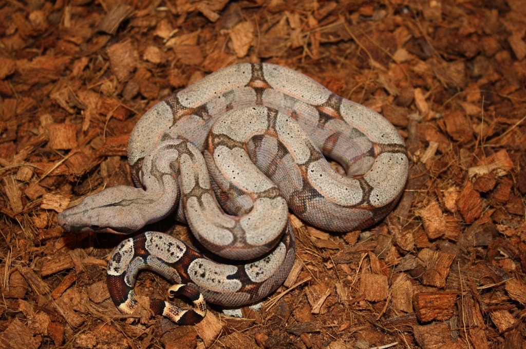 Bolivian Shorttailed Boa Husbandry Darren Hamill Reptiles