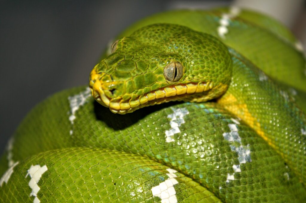 Emerald Tree Boa - Darren Hamill Reptiles