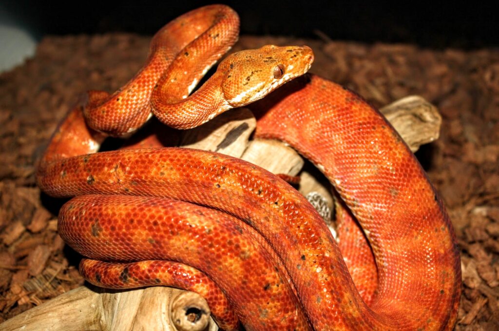 Amazon Tree Boas - Darren Hamill Reptiles