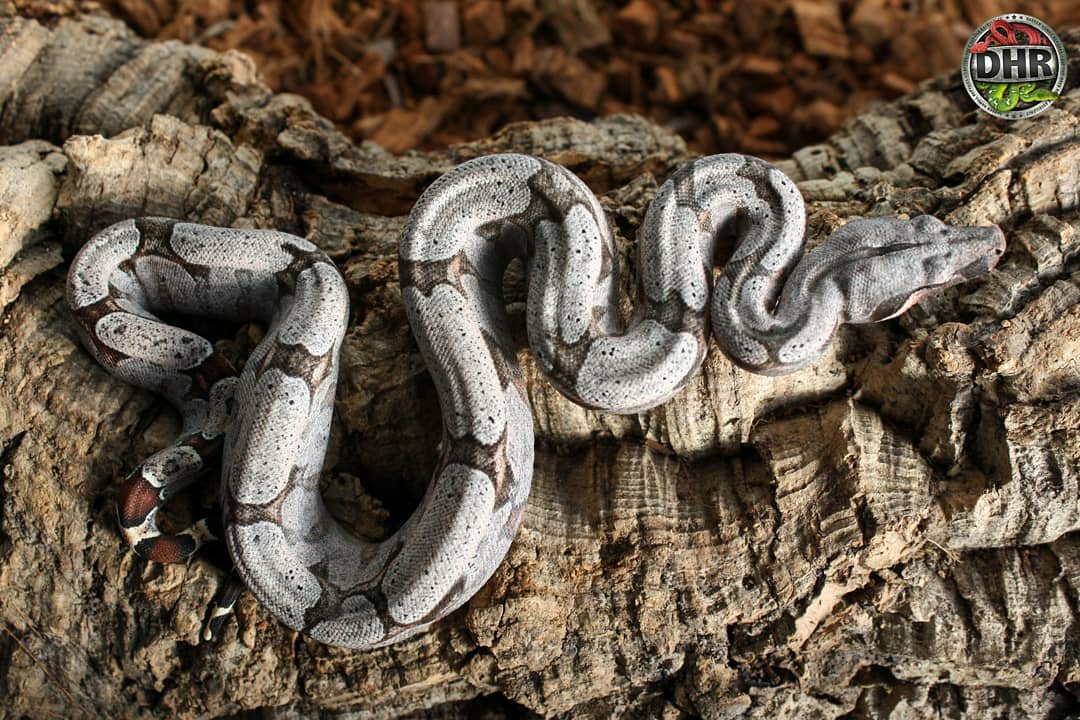 Bolivian Boa Pictures from 2017