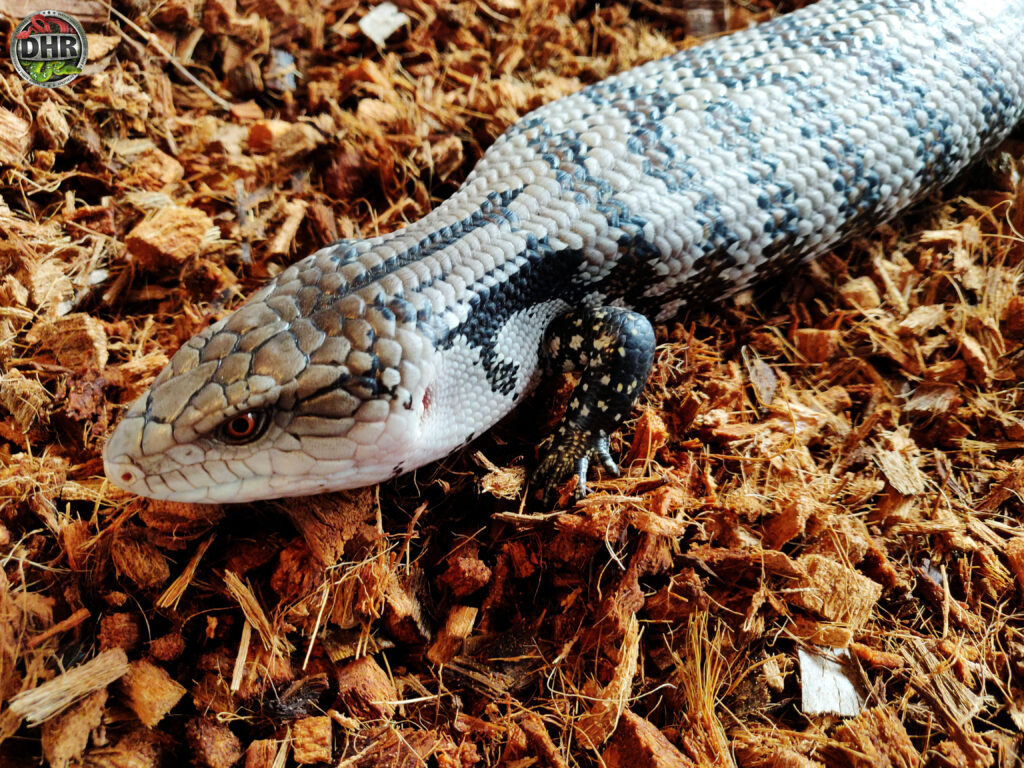 yearling Merauke Blue Tongue Skink - Darren Hamill Reptiles