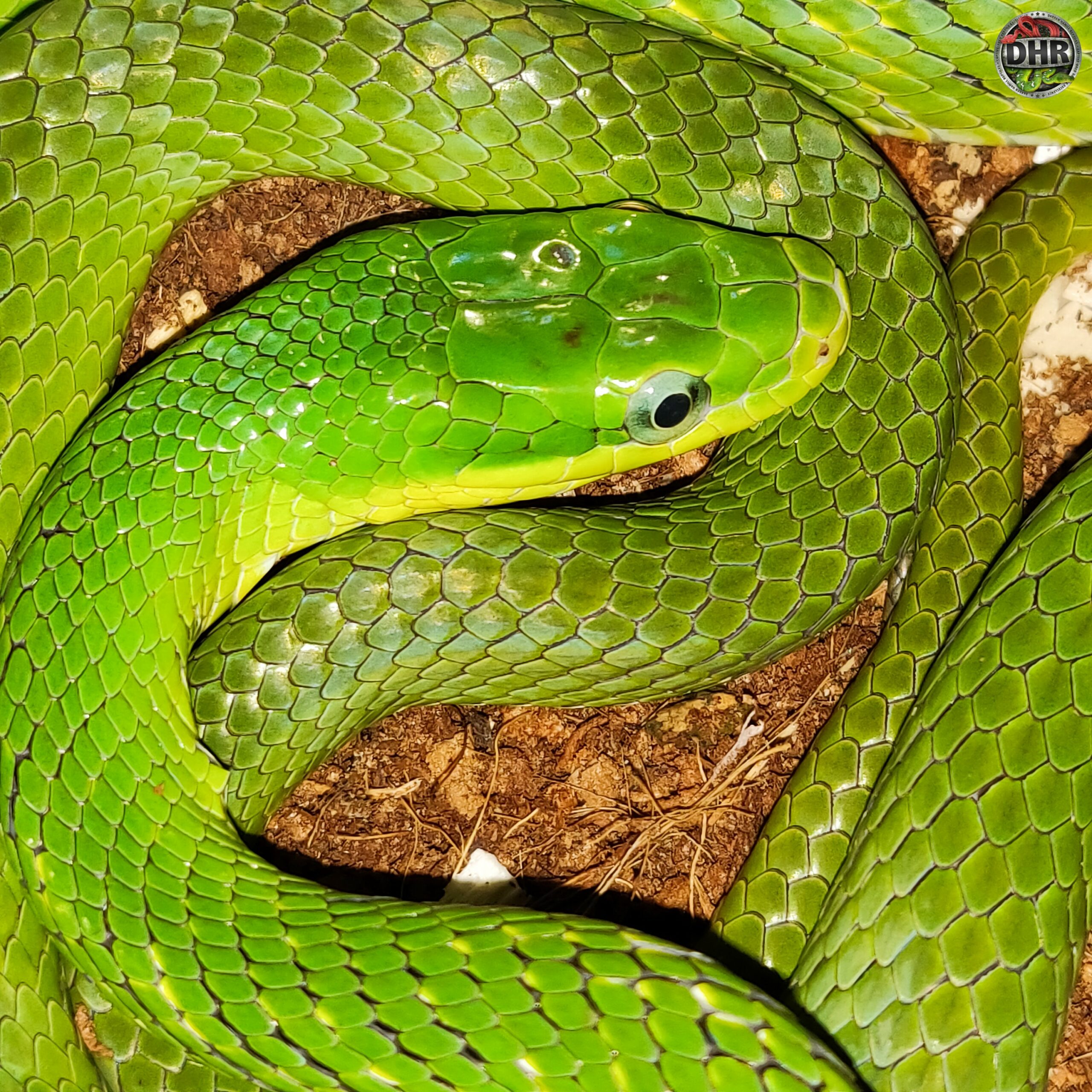 Nice closeup Green Bush Rat Snake