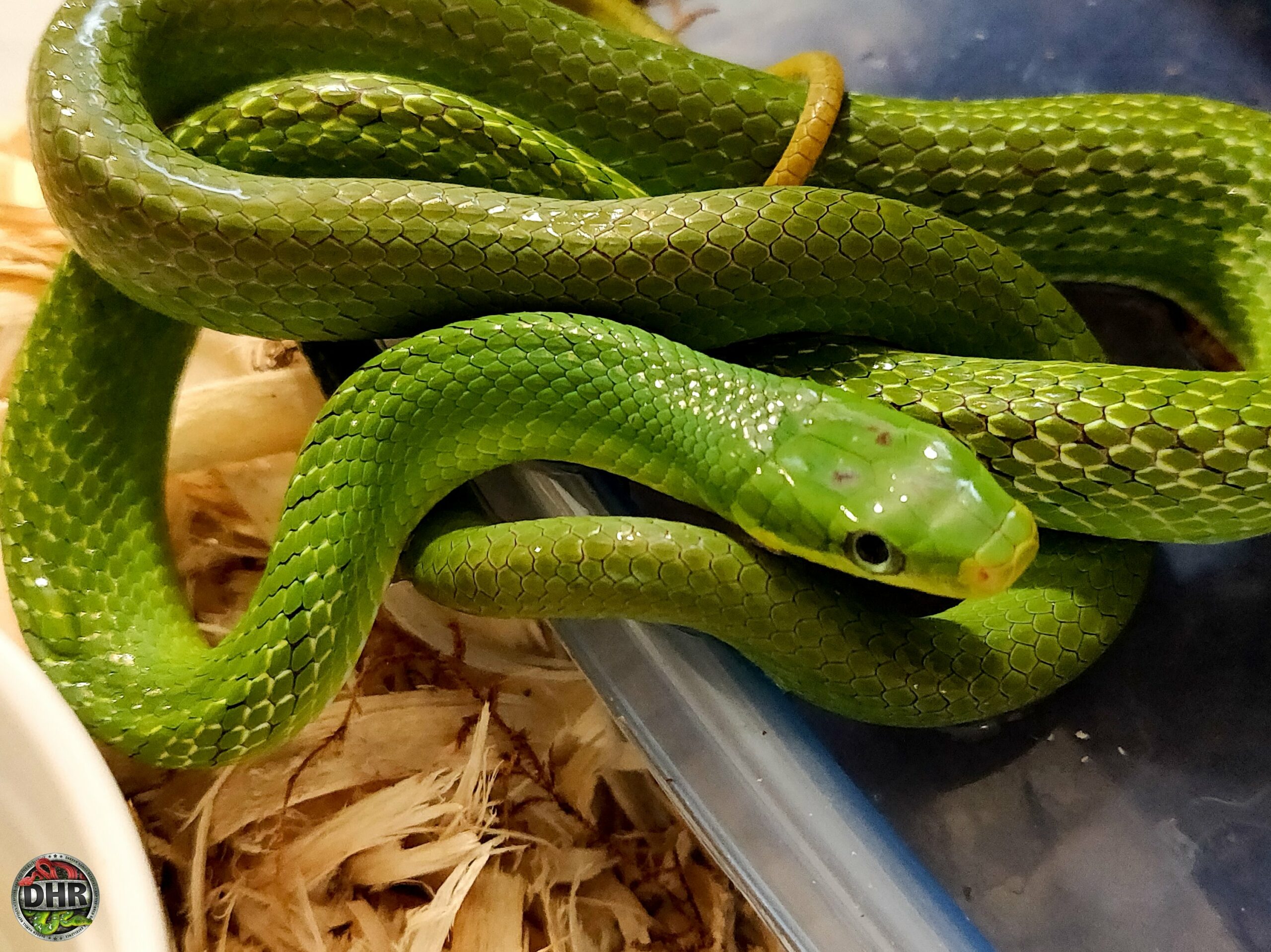 One of our Green Bush Rat Snakes