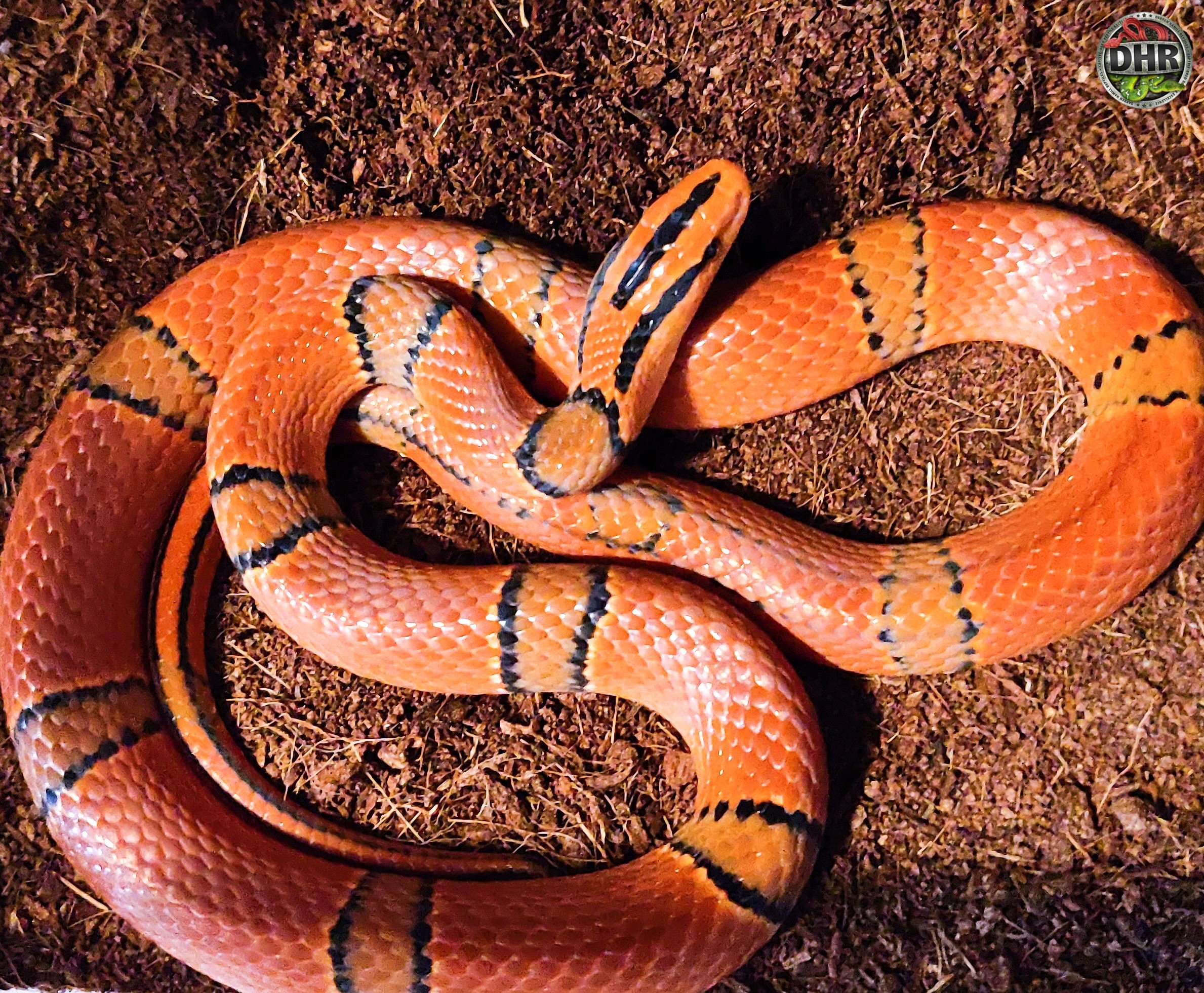 Two year old Yunnan Mountain Rat Snake - Darren Hamill Reptiles