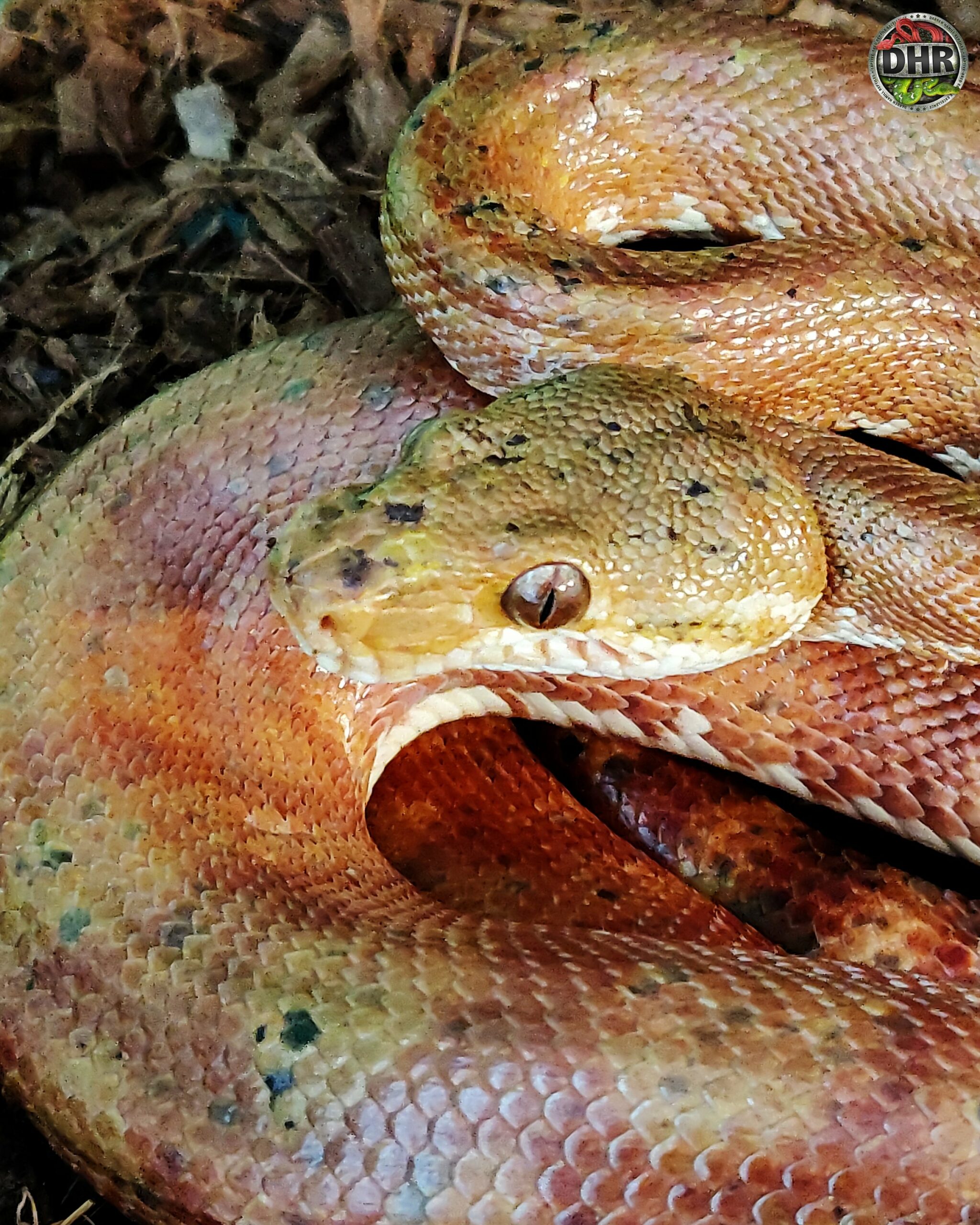 One of our adult male Amazon Tree Boas