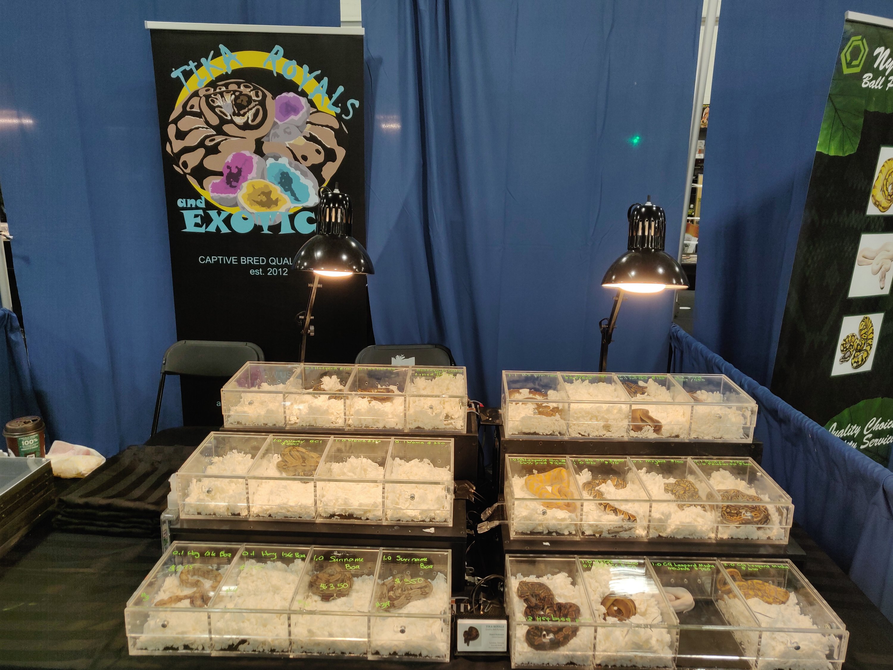 Todays Canadian Reptile Breeders Expo Darren Hamill Reptiles