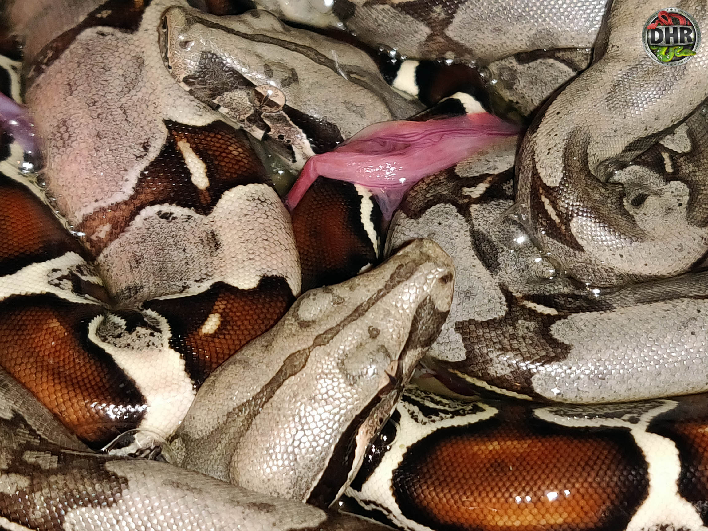 Suriname red-tailed boas are here
