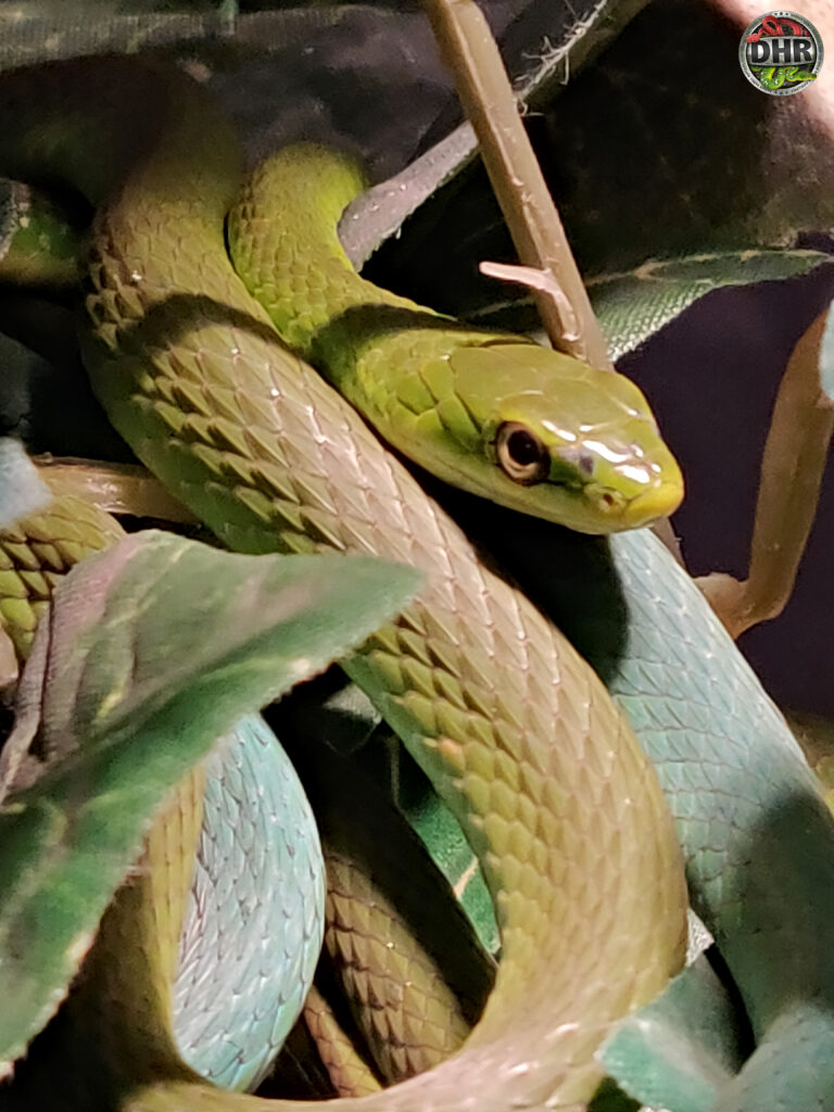 Rough Green Snake (Opheodrys aestivus) arboreal colubrid rat snake