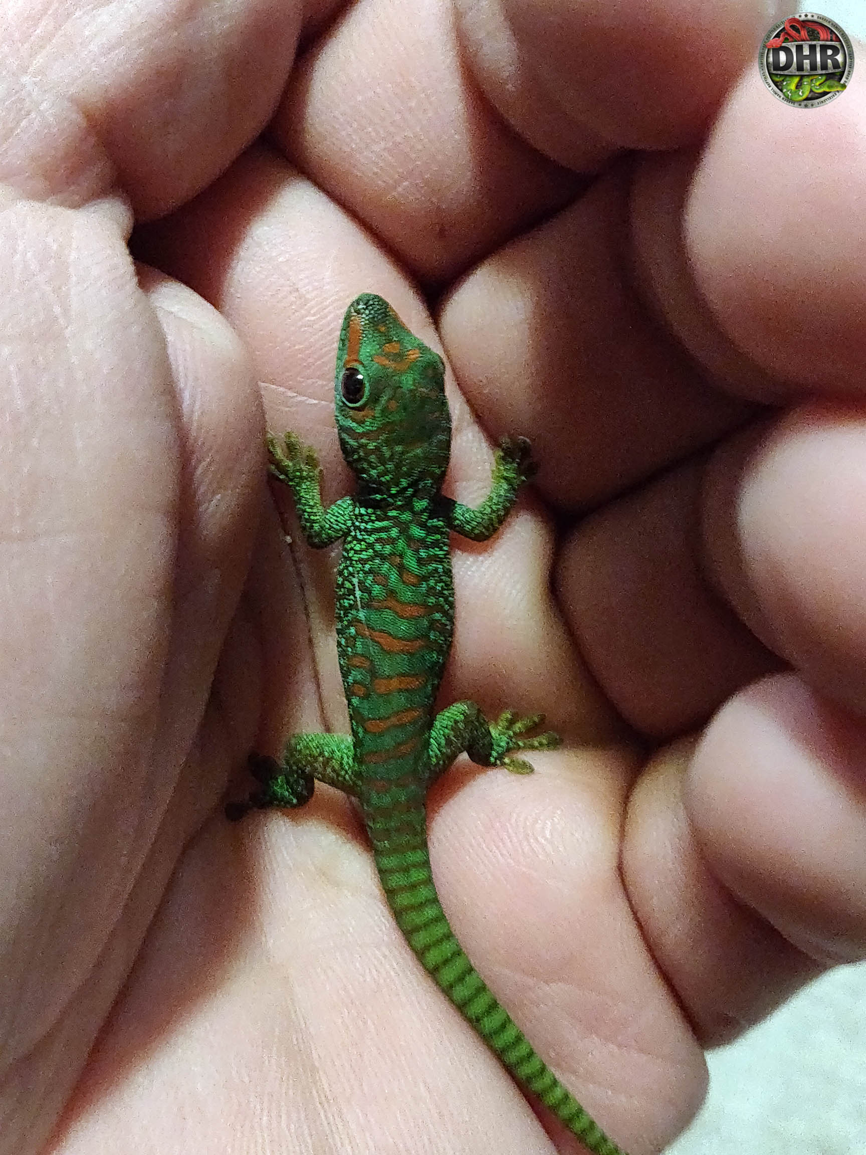 Gecko season has begun!