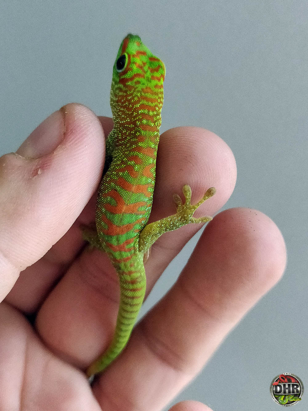 Giant Day Geckos are posted