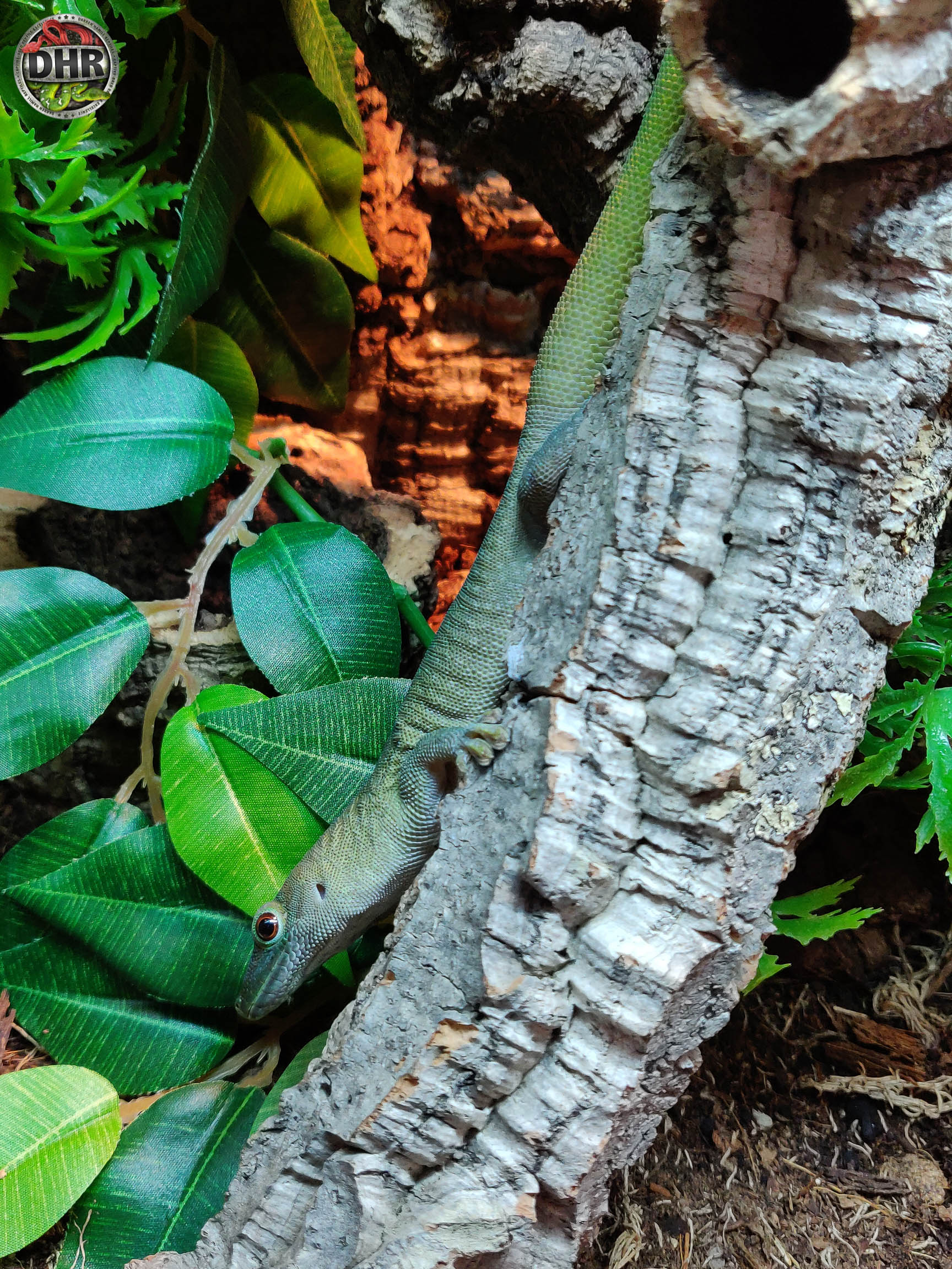 Koch’s day gecko hanging out
