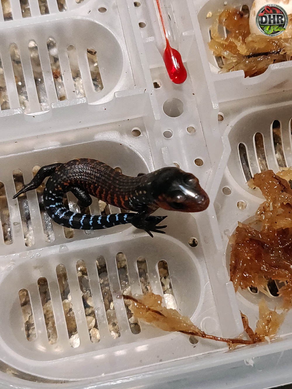 Fire Skinks are finally hatching!