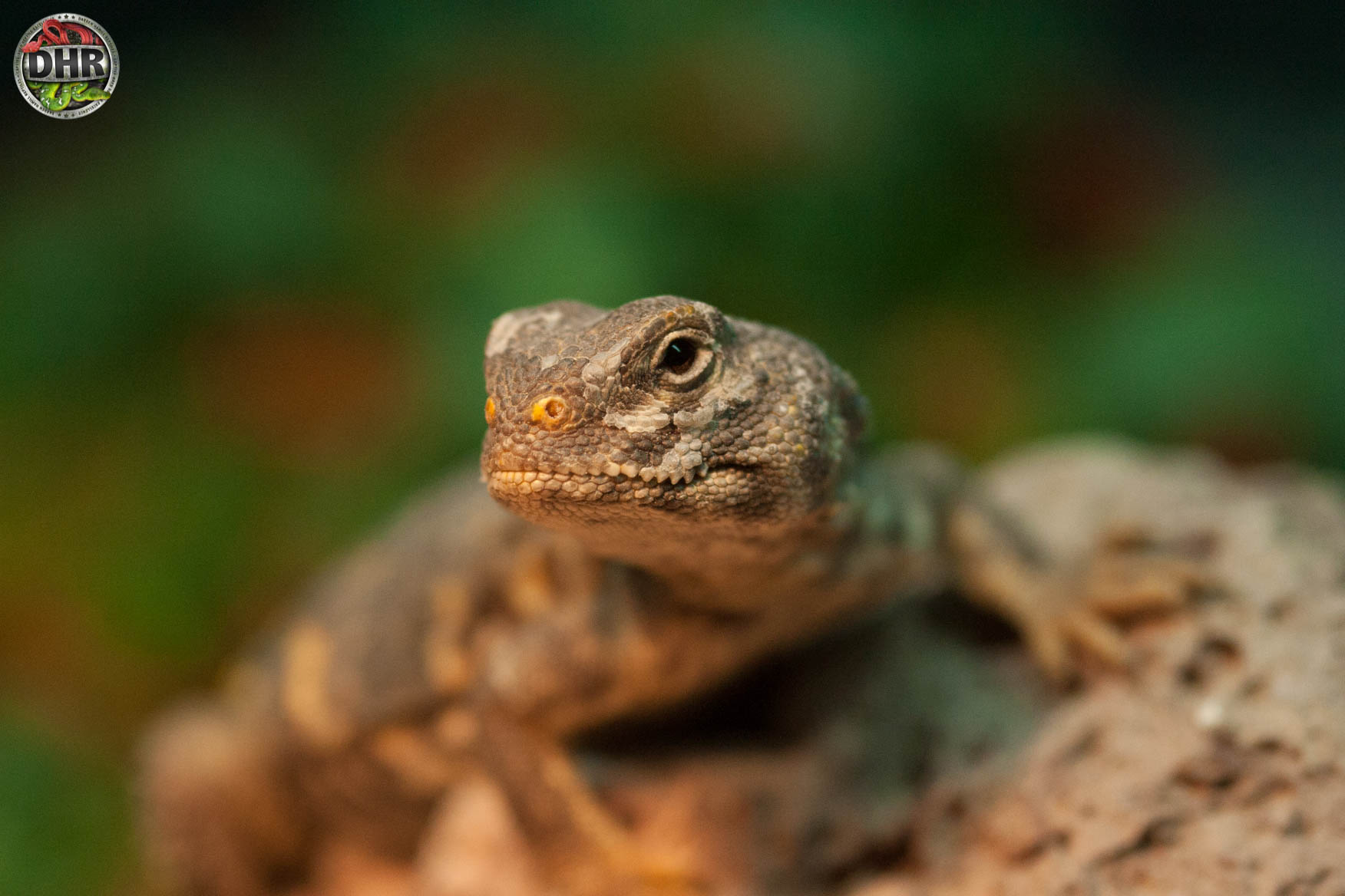 How about those Uromastyx!
