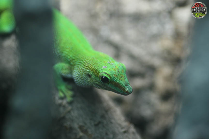 Boehme’s Day Gecko Close-up