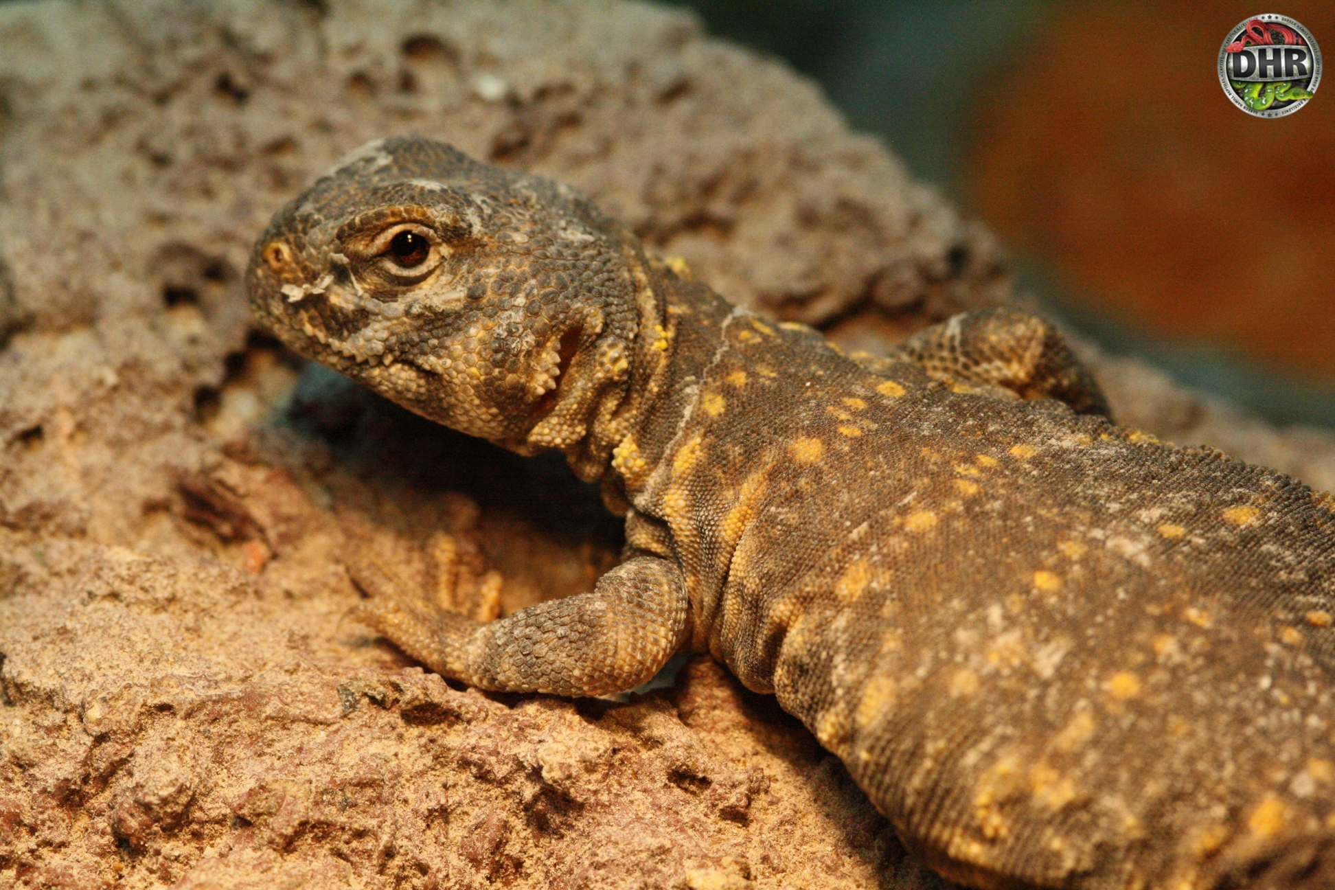 A Young Uromastyx sunbathing