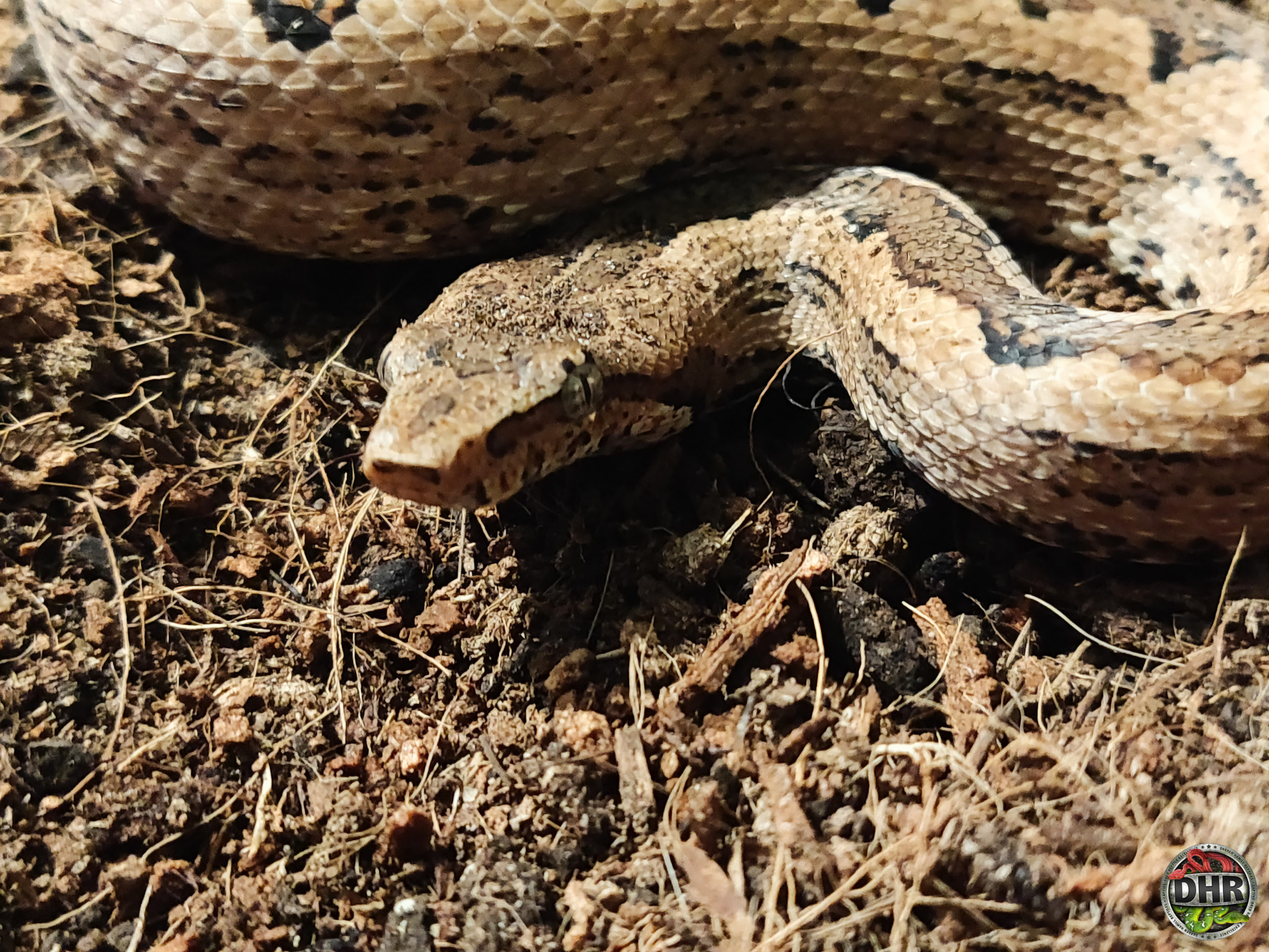 Quick Pic: Solomon Island Ground Boa | Darren Hamill Reptiles