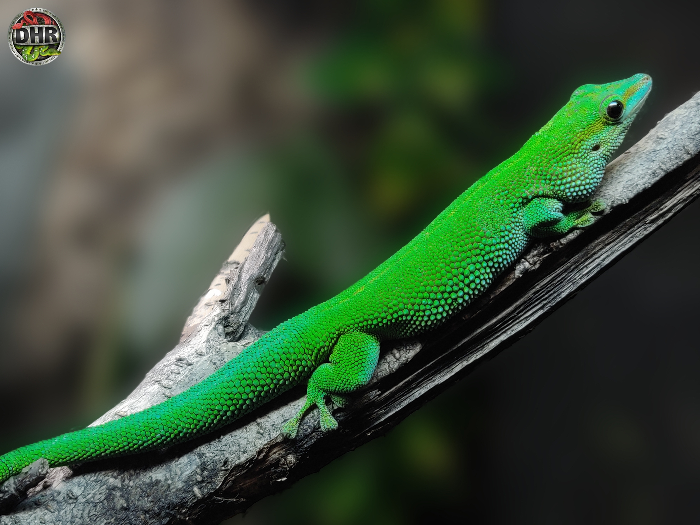 Quick pic: Boehme’s Day Gecko