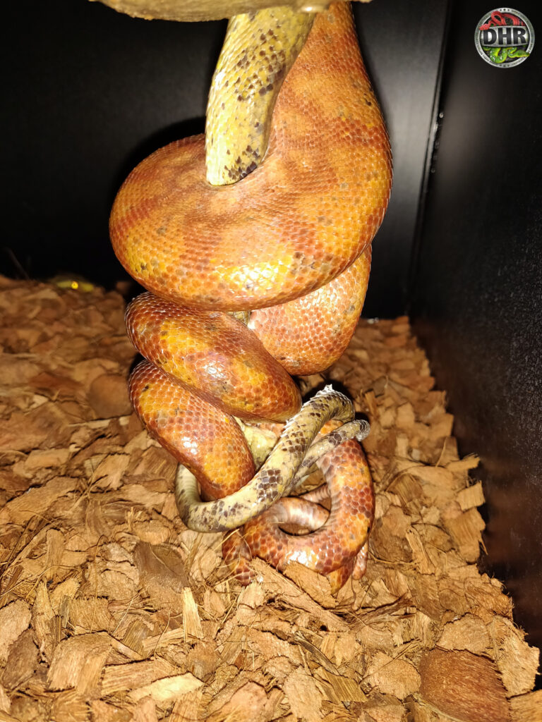 Another pair of Amazon Tree Boas Darren Hamill Reptiles