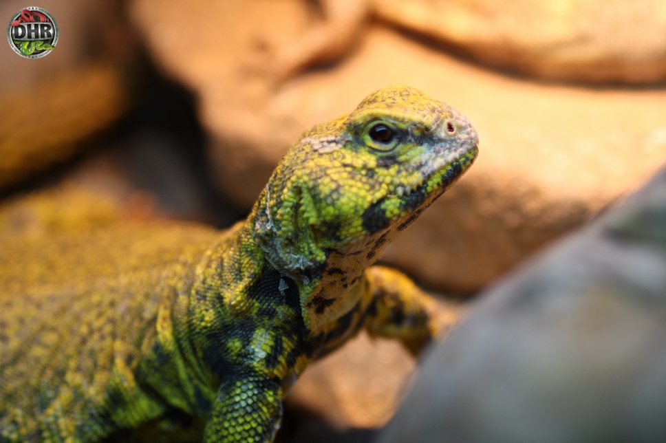Our adult male Nigerian Uromastyx