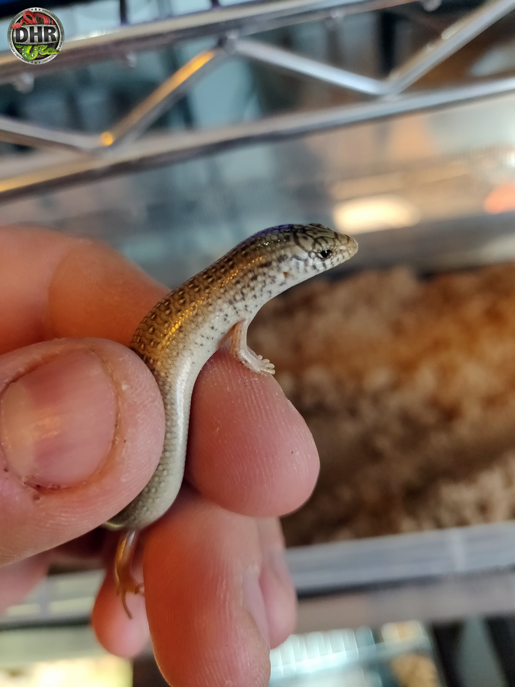 Our Ocellated Skinks are growing up!