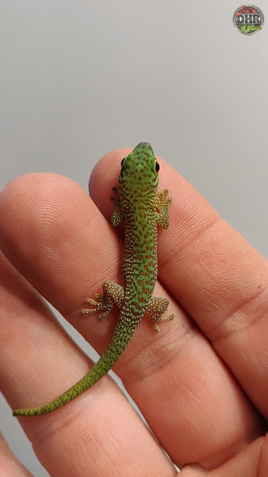 More Kochi Day Geckos Have Hatched