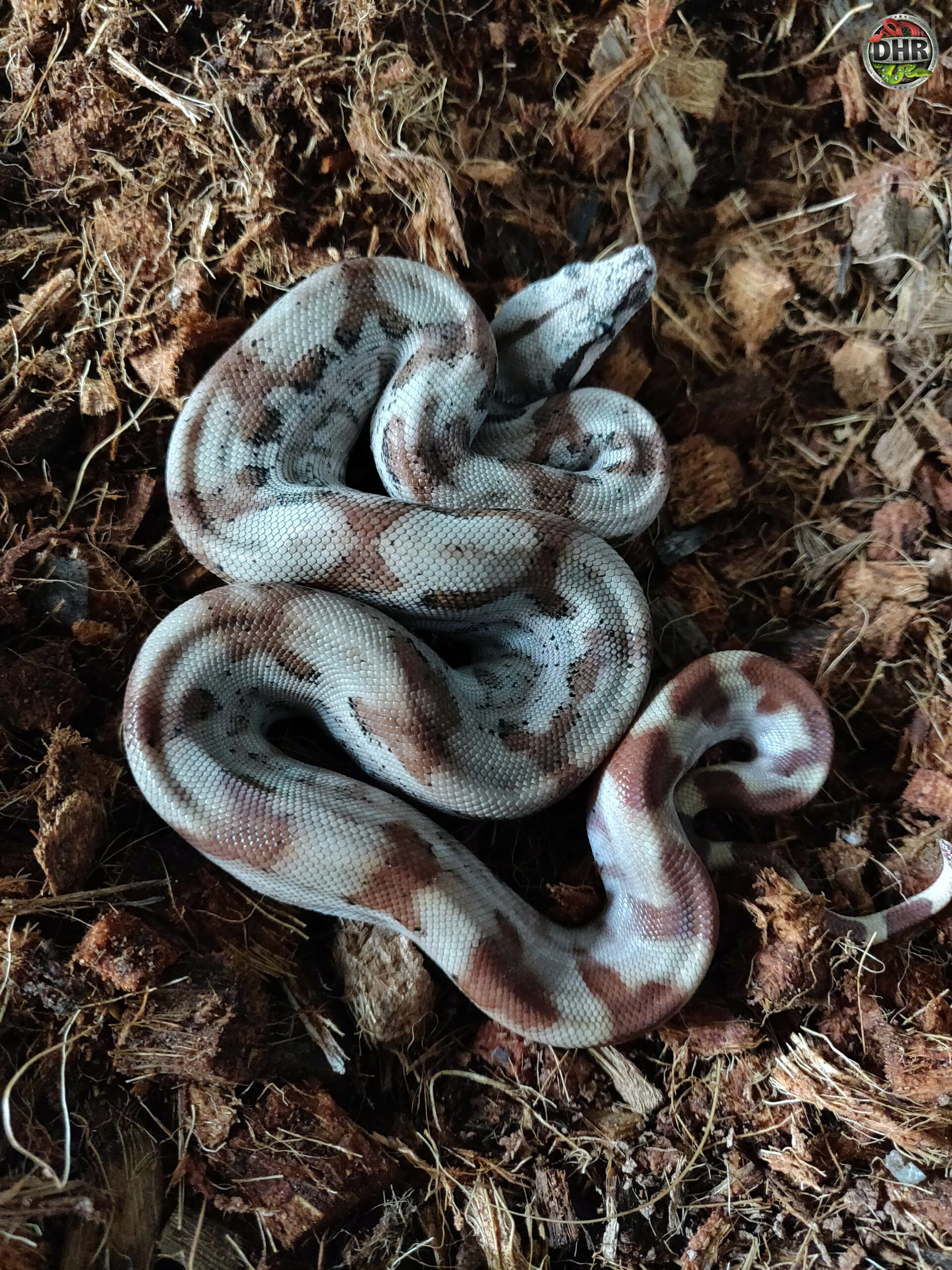 CA Boas available for rehoming