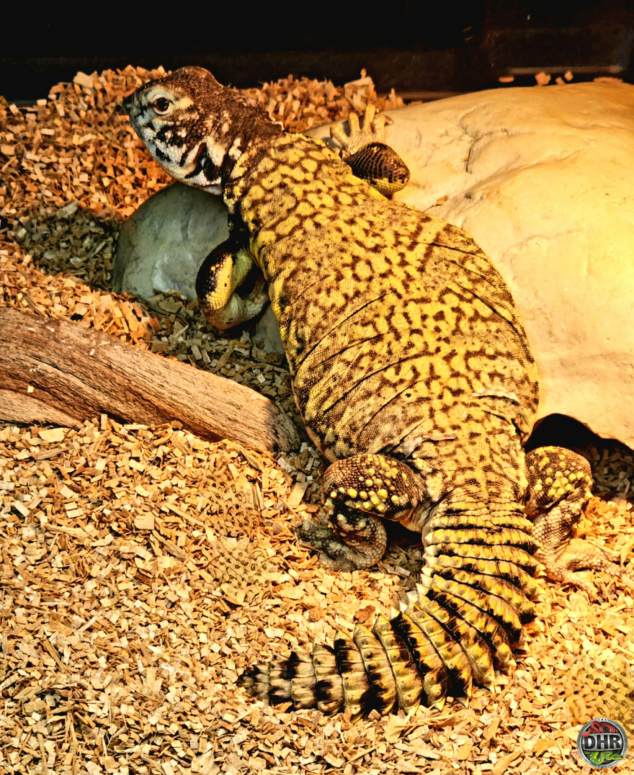 Always about the Uromastyx