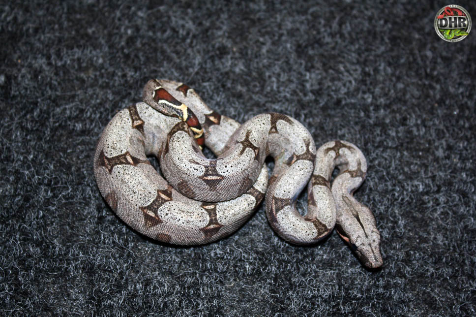 Bolivian Short-tailed Boas - Darren Hamill Reptiles