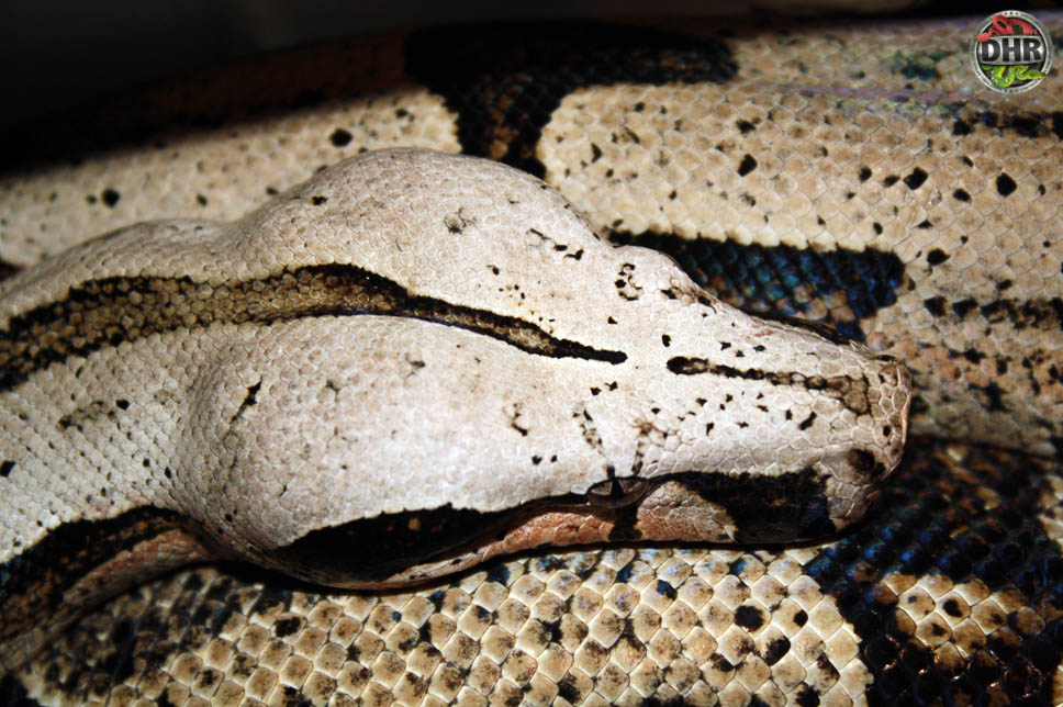 Bolivian Shorttailed Boas Darren Hamill Reptiles