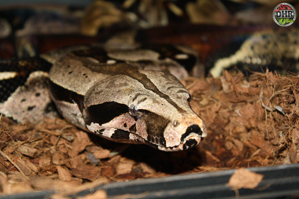 True RedTailed Boas Darren Hamill Reptiles