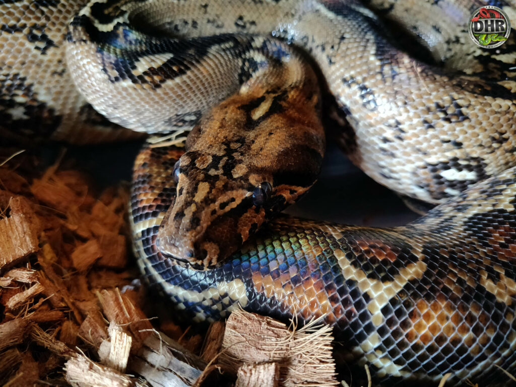 Leopard Boa Constrictor Darren Hamill Reptiles