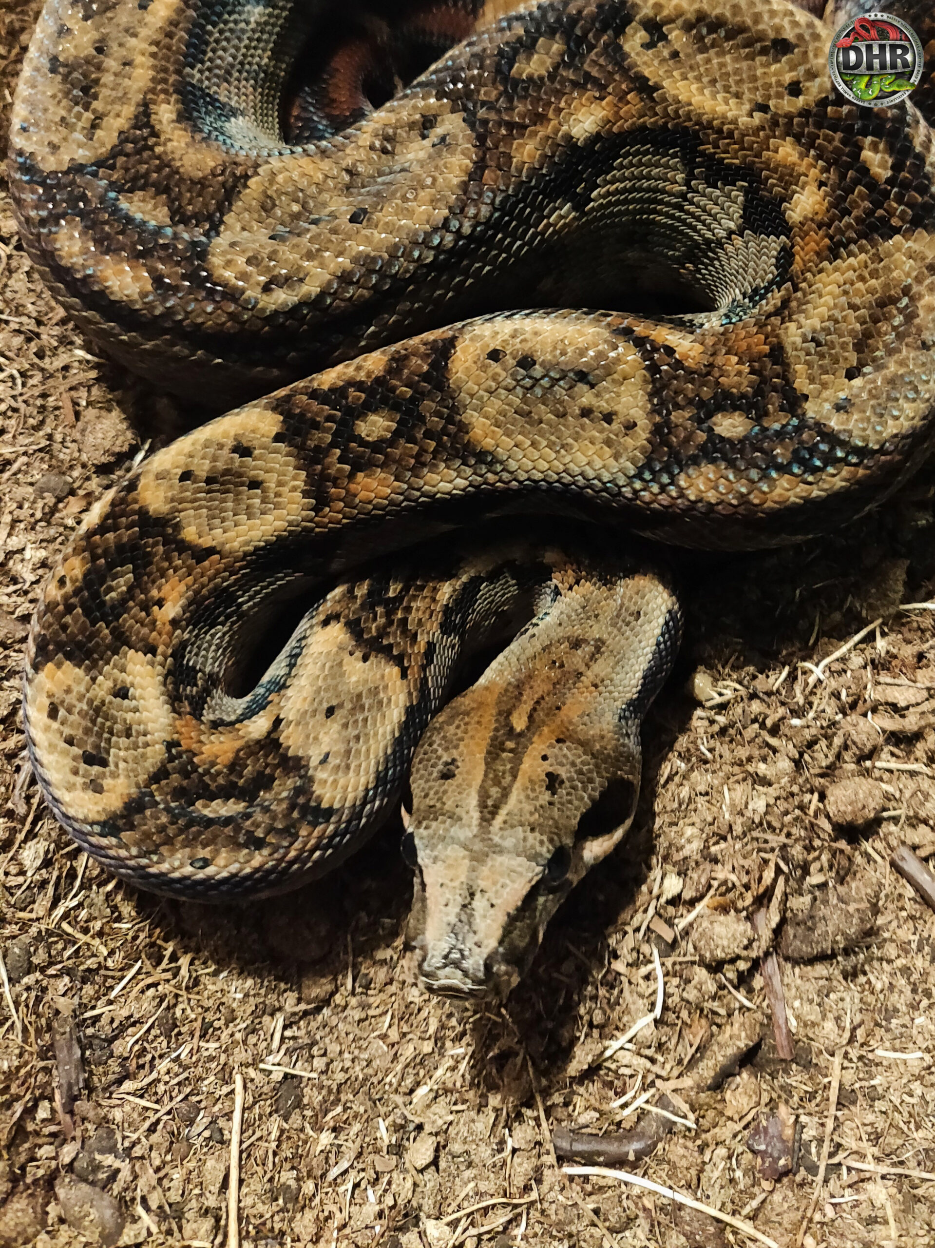 A Nice Dark Hypo Nicaraguan Boa