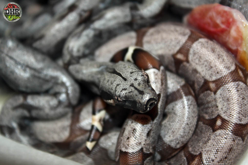 Bolivian Shorttailed Boas Darren Hamill Reptiles
