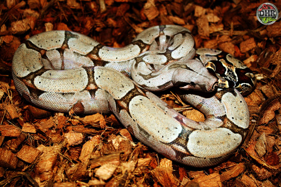 Bolivian Shorttailed Boas Darren Hamill Reptiles