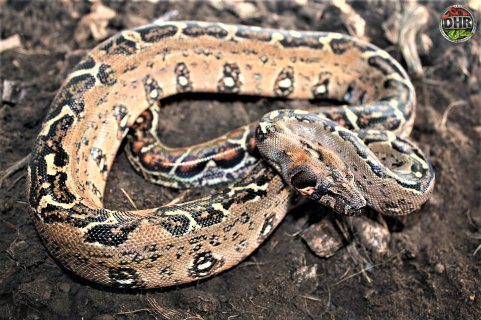 Leopard Boa Constrictor - Darren Hamill Reptiles